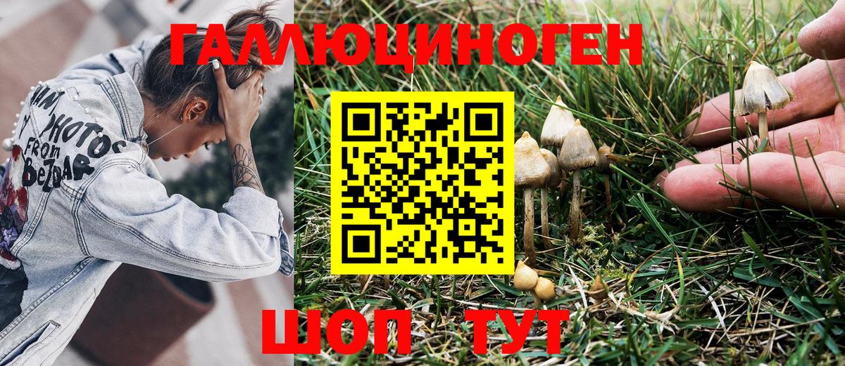 Галлюциногенные грибы Psilocybine cubensis Костомукша